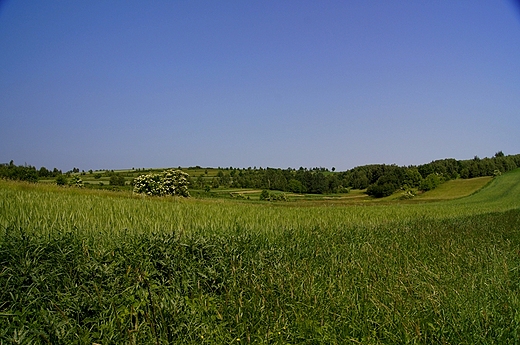 Wzd Rzdowy - okoliczne pola