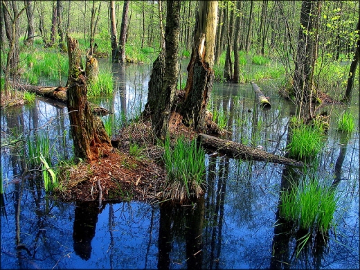 Bagienko - Sierakw