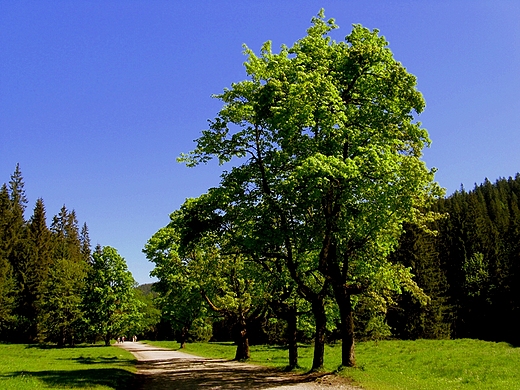 Dolina Kocieliska