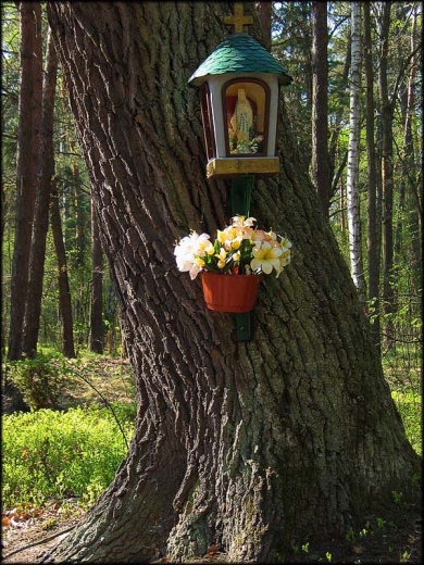 Kapliczka na drzewie - Pieńków