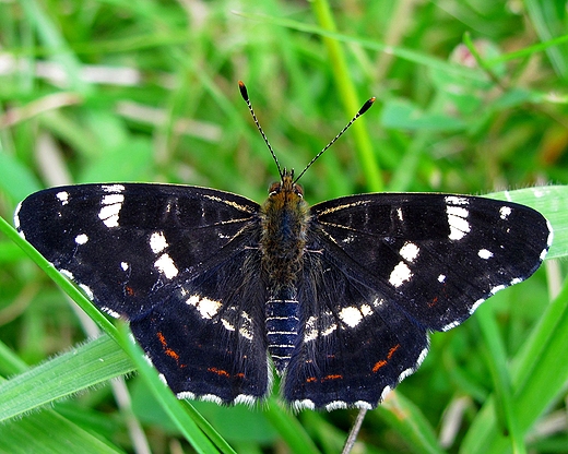 Motyl