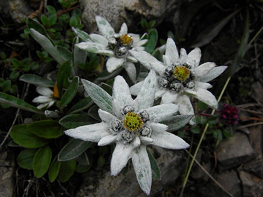 Szarotka alpejska