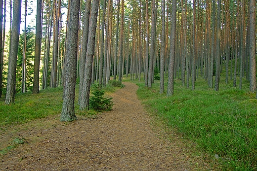 Lasy na trasie cieki przyrodniczej Jelenia Wyspa