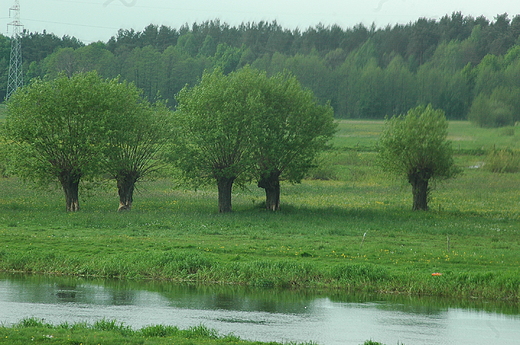 Strkowa Gra - Narew