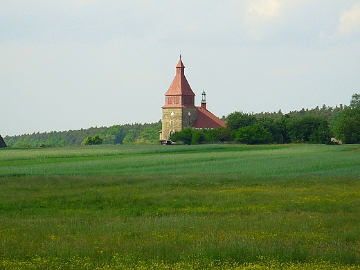 Pilczyca w wiosennej szacie.