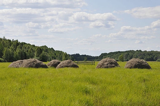 pola nad biebrza