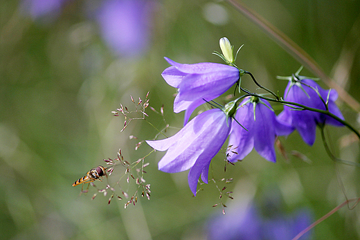 Godowo - fauna i flora Borw Tucholskich