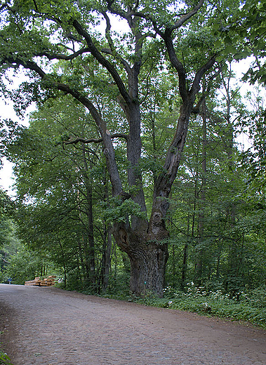 Piekieko nad Brd - zabytkowe dby