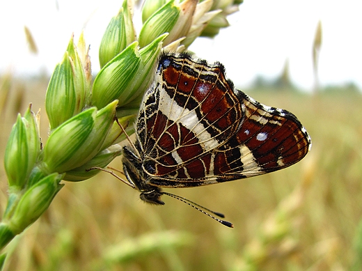 Motyl na kosie