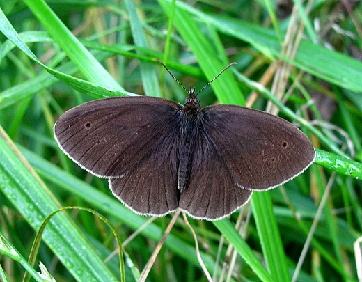 Motyl
