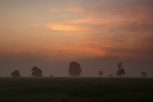 Taki zwyky wschodzik w tkach.