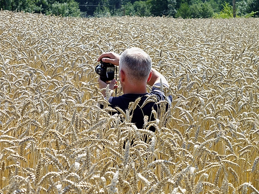 Ustrzelony fotograf w przenicy :-