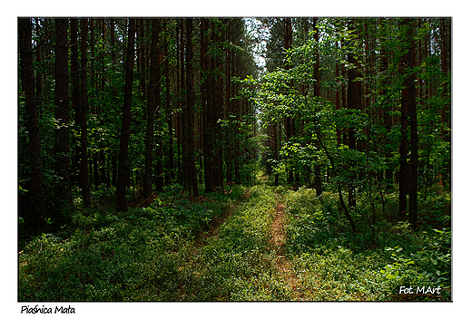 Pianica - lasy pianickie, fragment Puszczy Darlubskiej