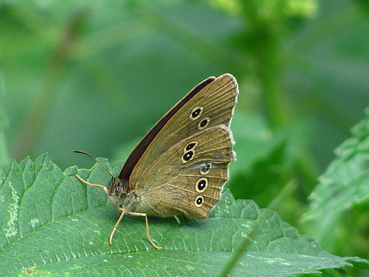 Motyl