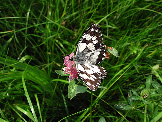 Melanargia galathea