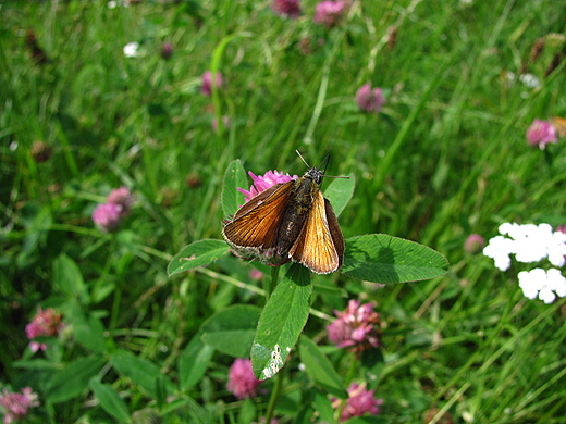 motyl