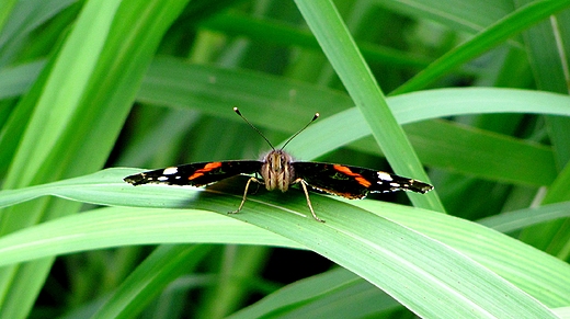 Vanessa atalanta