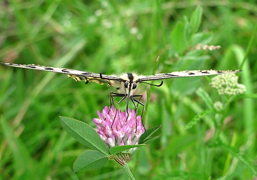 Papilio machaon