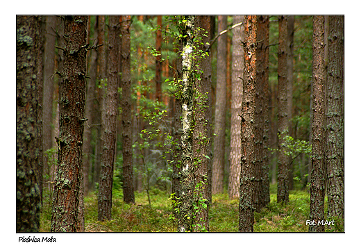 Pianica - lasy pianickie, fragment Puszczy Darlubskiej