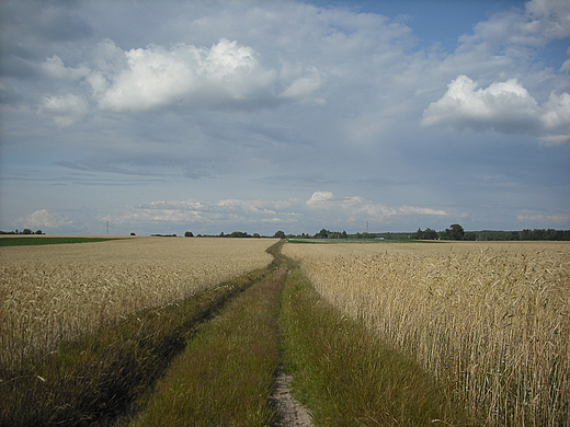 Szczypiorno. Polna droga.