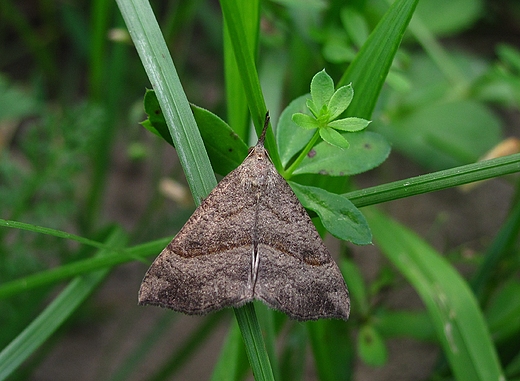 motyl