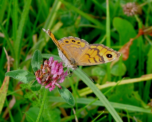 motyl