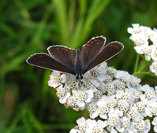 motyl