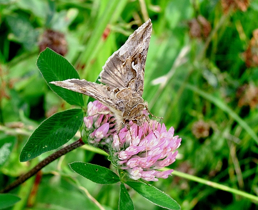 motyl