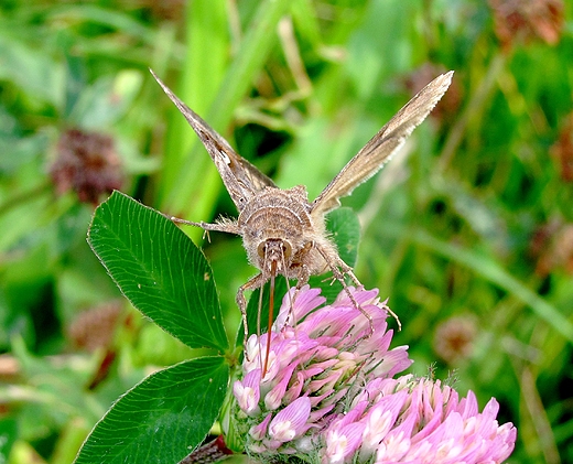 motyl