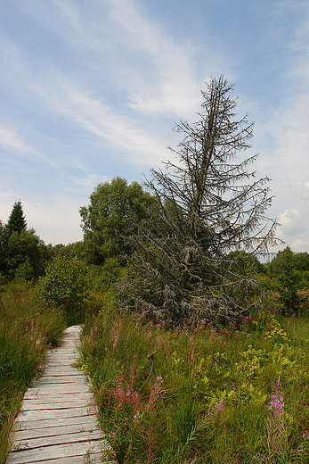 Torfowisko Tarnawa