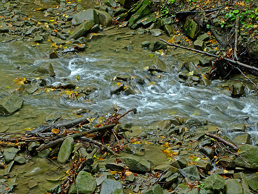 Nad grskim potokiem. Bieszczady