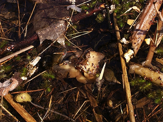 ślimaki