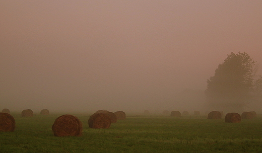 abuki- ki w porannej mgle