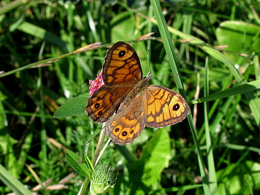 motyl