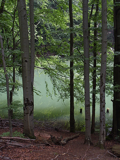 Jeziorka Duszatyskie, rezerwat Zwizo