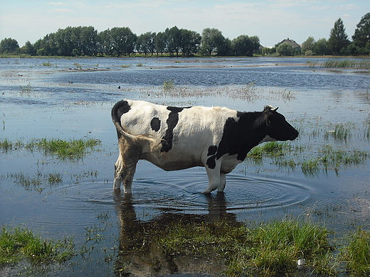 Mikoszyn. Poranek nad jeziorem.