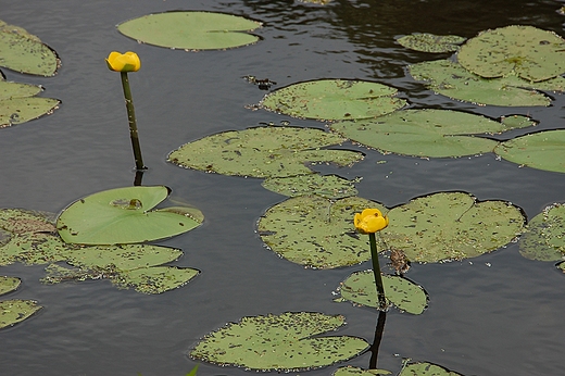 Rezerwat przyrody Pniw -  grel ty (Nuphar luteum)