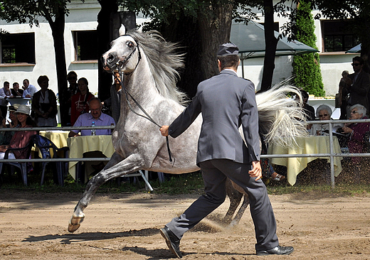 Aukcja koni arabskich Pride of Poland 5-9 sierpnia 2011