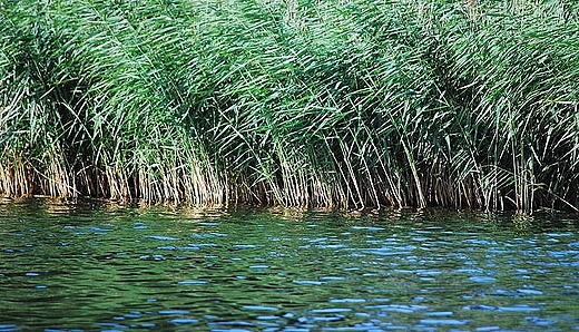 Jezioro Niskie Brodno. Trzcinowisko