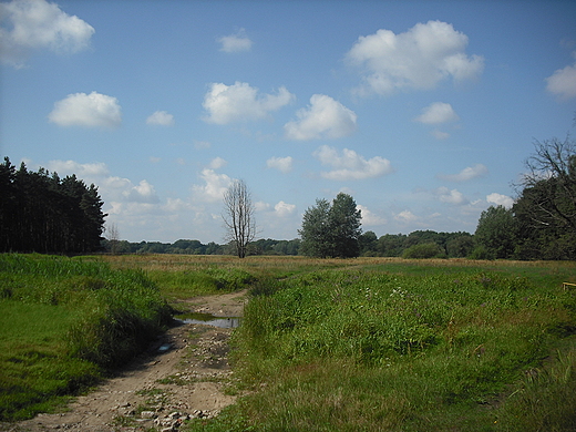 Rogalin. Rogaliski Park Krajobrazowy.