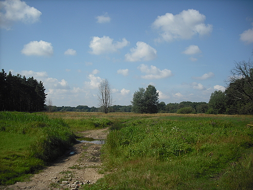 Rogalin. Rogaliski Park Krajobrazowy.