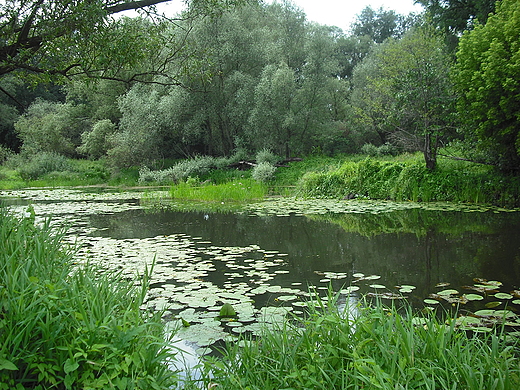 Rogalin. Rogaliski Park Krajobrazowy.