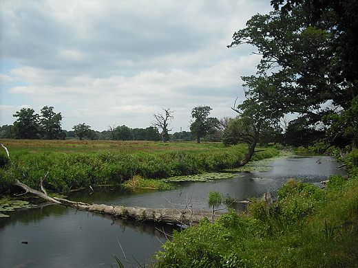 Rogalin. Rogaliski Park Krajobrazowy.