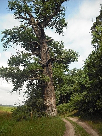 Rogalin. Rogaliski Park Krajobrazowy.