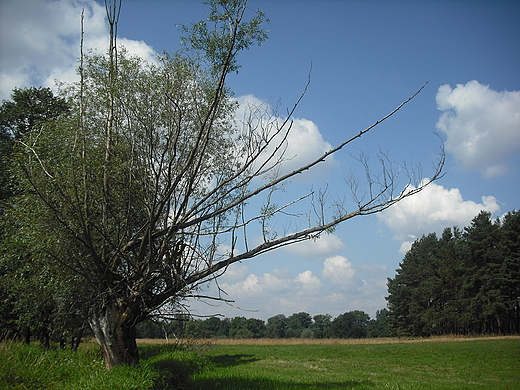 Rogalin. Rogaliski Park Krajobrazowy.