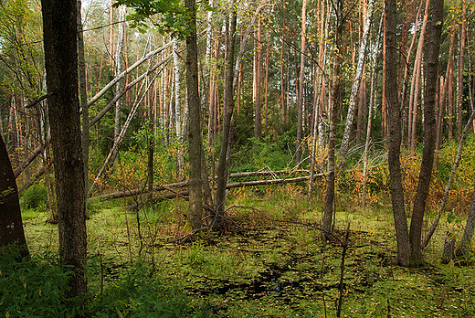 Bagna biebrzaskie