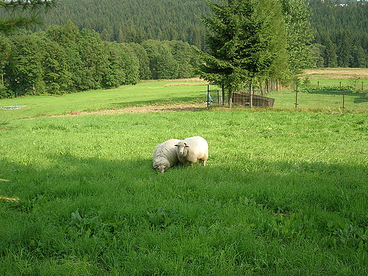 Widok na grskie ki...i