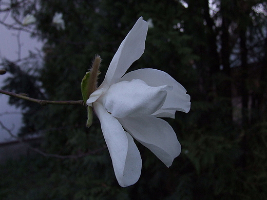 Kaj i magnolia