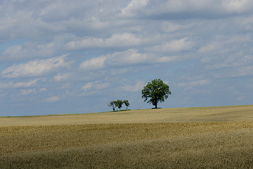 Pola okolice Barlinka