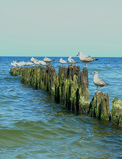 Falochron. Koobrzeg